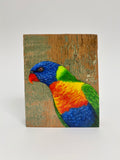 26. Rainbow Lorikeet