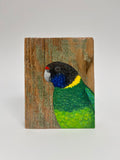 30. Australian Ringneck