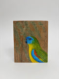 7. Turquoise Parrot