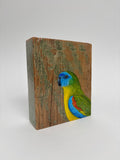 7. Turquoise Parrot