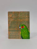 43. Coxen's Fig Parrot