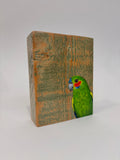 43. Coxen's Fig Parrot