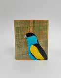 50. Hooded Parrot