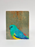 51. Red Rumped Parrot