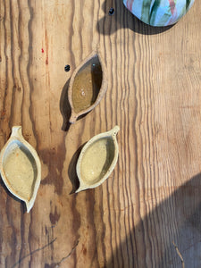 31. Kurrajong Seed Pods
