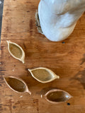 15. Kurrajong Seed Pods