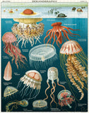 Cavallini 1000 piece jigsaw puzzle | Jellyfish