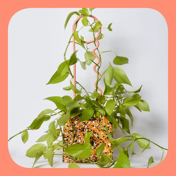 Lucky Things | Plant Pin | Salmon