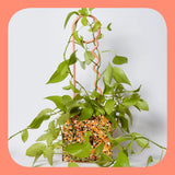 Lucky Things | Plant Pin | Salmon