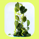 Lucky Things | Plant Pin | Neon Noodle