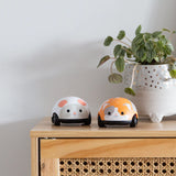 Tiger Tribe | Zoomies | Cat & Mouse