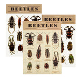 Rex | Beetle | Temporary Tattoos