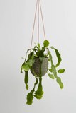 Capra Designs | Terrazzo Hanging Pot | Agave