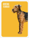 Heads & Tails | Dog Memory Game | Match Up