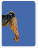 Heads & Tails | Dog Memory Game | Match Up