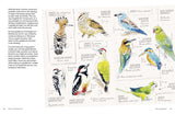Birds in Watercolour: A Beginner's Guide to Drawing and Painting Birds | Sofia Gazarian