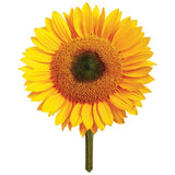 Mrs Green | Giant Sunflower | Grow your own Sunflower