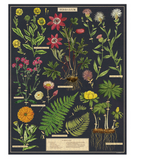 Cavallini 1000 Piece Puzzle | Herbarium